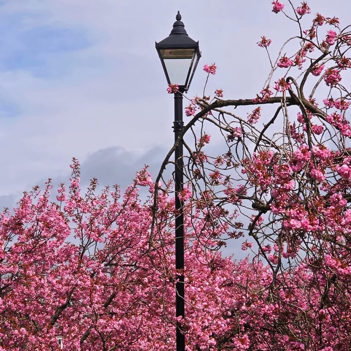 The Cherry Blossoms of Harrogate