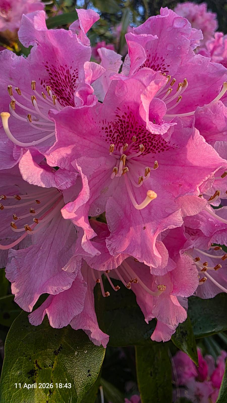 Parsonage Gardens, Didsbury