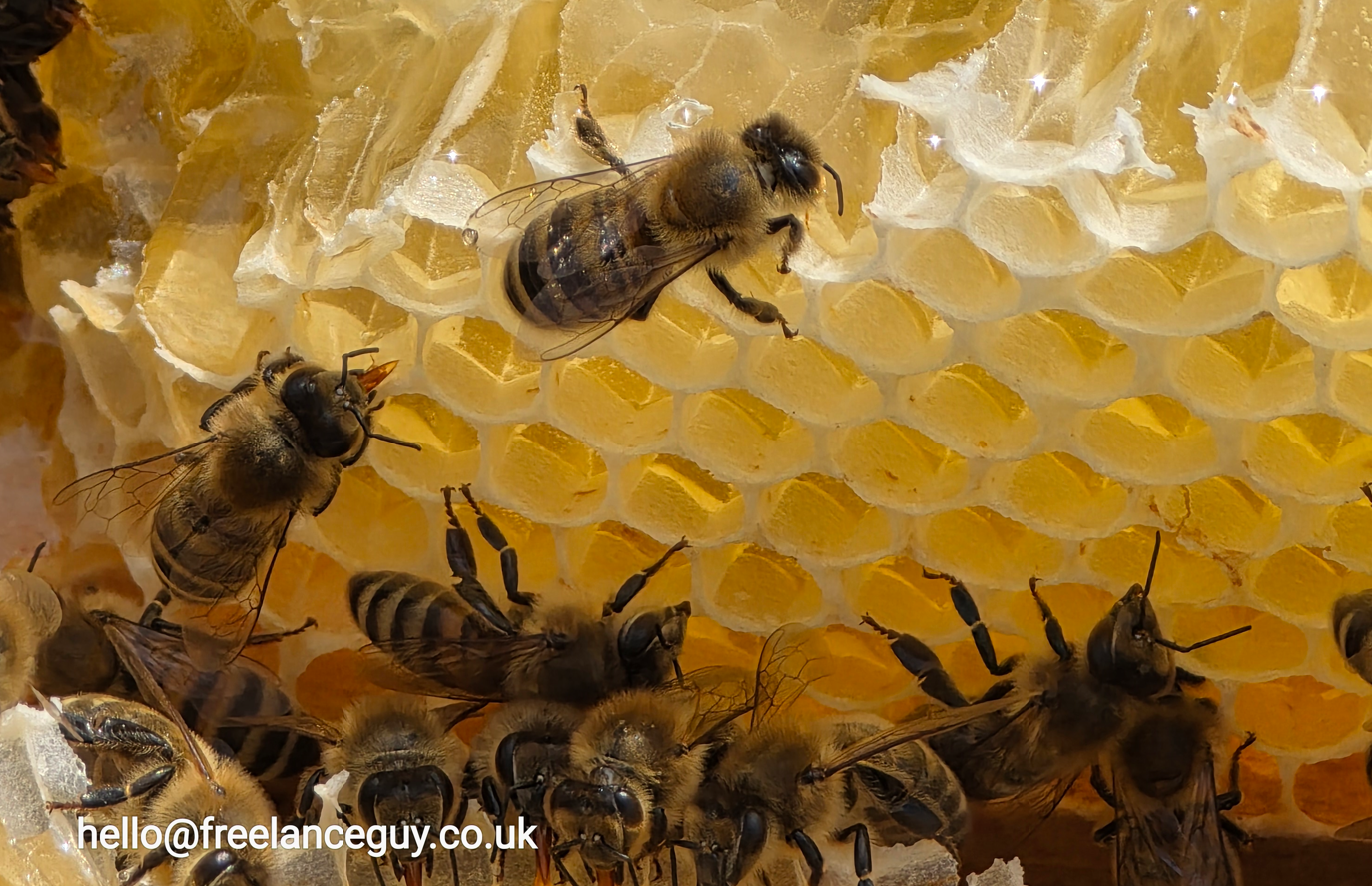 Bees on honey