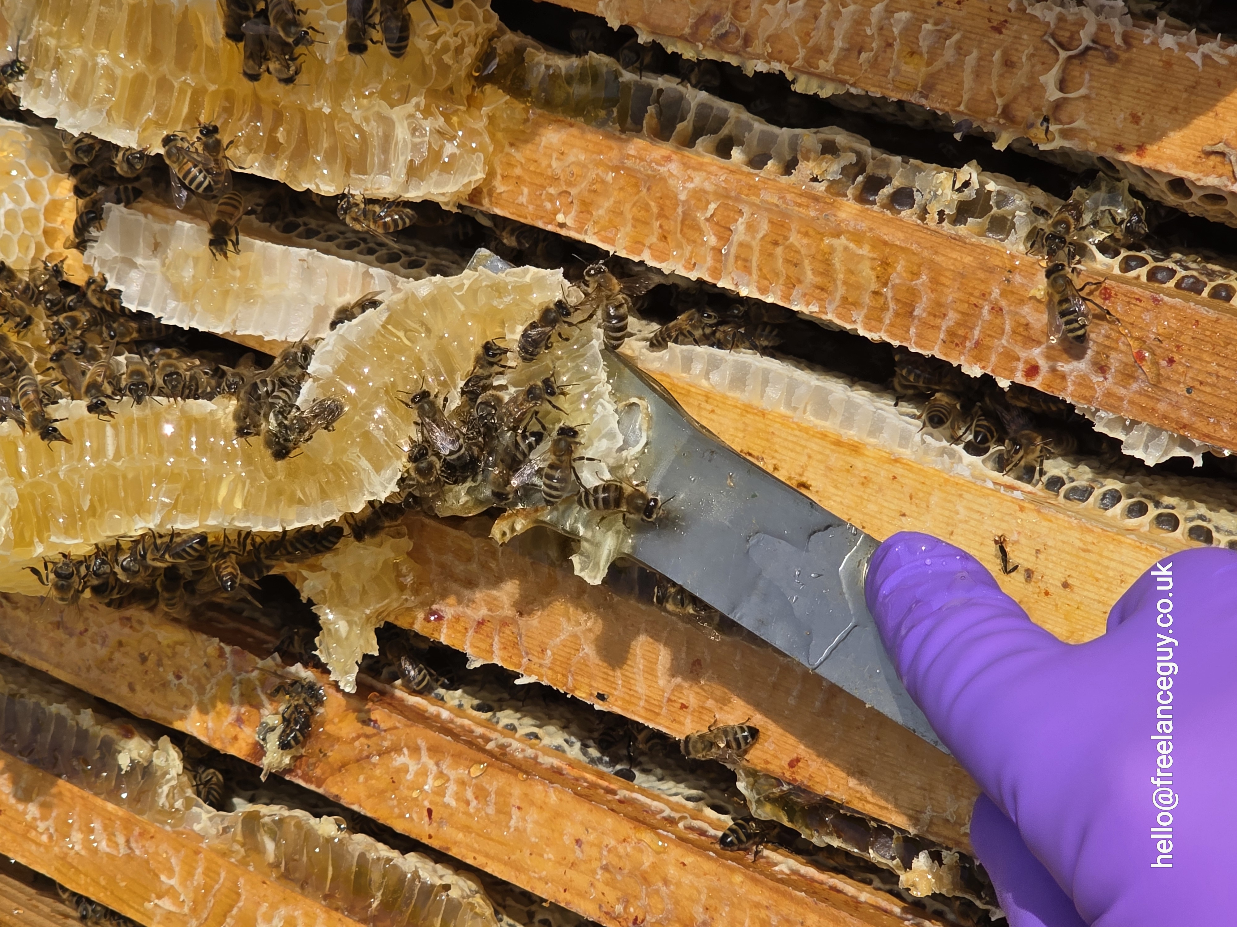 Andy gathering comb from the experimental hive