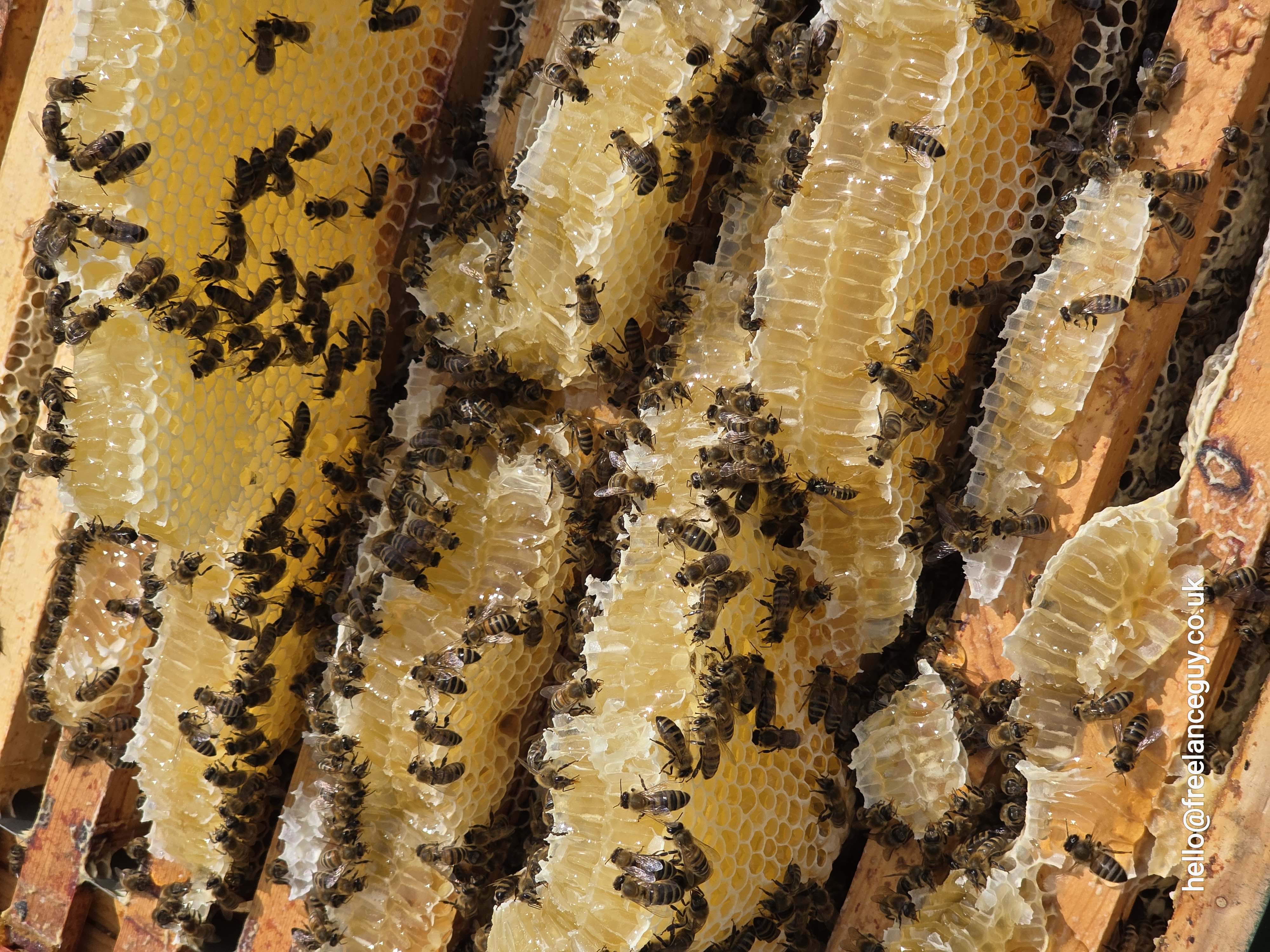 Bees on experimental comb